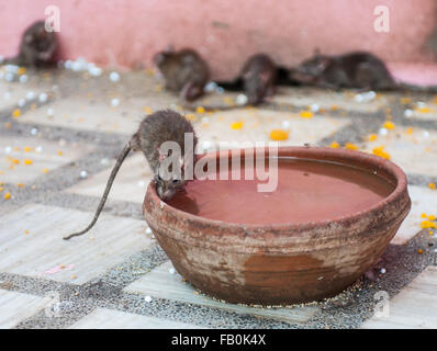 Mäuse-Tempel in Bikaner, Indien. Stockfoto