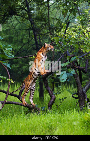 Tiger auf Baum Stockfoto