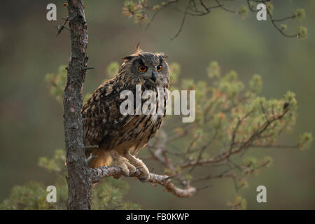 Majestätische Nördliche Uhu / Europäischer Uhu ( Bubo bubo ) in einer Kiefer, im ersten Morgenlicht, Tierwelt, Europa. Stockfoto