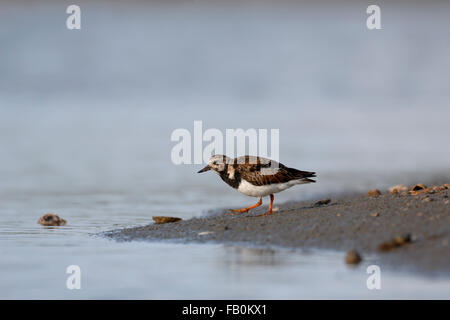 Steinwälzer / Steinwaelzer (Arenaria Interpres), Ganzkörper, Seitenansicht, auf Muschel-Bank, typische Lebensraum. Stockfoto