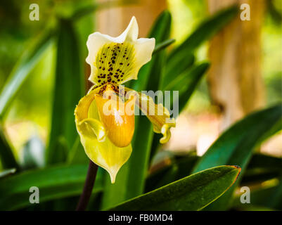 Nahaufnahme von einer schönen gelben Lady Slipper Orchidee Stockfoto