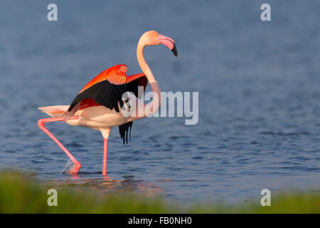 Rosaflamingo (Phoenicopterus Roseus), Erwachsene stehen im Wasser, Salalah, Dhofar, Oman Stockfoto