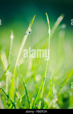 Regentropfen auf Grashalmen Stockfoto