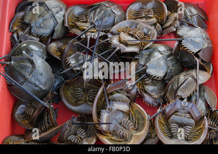 Pfeilschwanzkrebse auf gegrilltes Horseshoe Crab, seltsame thailändisches Essen. Stockfoto