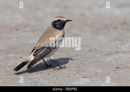 Wüsten Sie-Steinschmätzer (Oenanthe Bodendegradierung) stehen auf dem Boden, Taqah, Dhofar, Oman Stockfoto