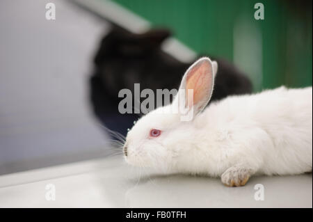 Entzückende zwei Hasen, die schwarzen und weißen Farben Stockfoto