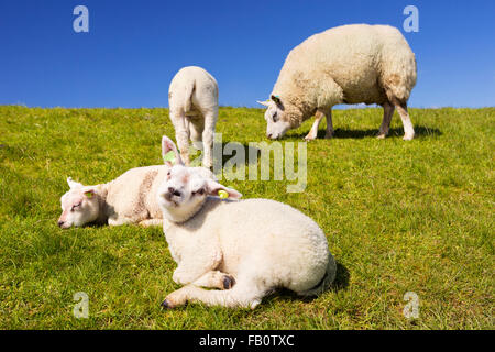 Texel Schafe und Lämmer auf der Wiese auf der Insel Texel in den Niederlanden an einem sonnigen Tag. Stockfoto