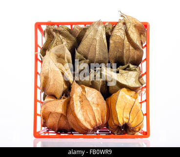 Kap Stachelbeeren, Kapkrusbär (Physalis rubro) Stockfoto