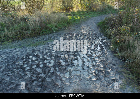 Schlammige Fußabdrücke auf Fußweg nach Regenfällen, Letchmire Weiden Nature Reserve, West Yorkshire, England, Dezember Stockfoto