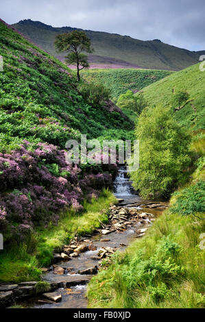 Fairbrook im Hochsommer. Einen schönen felsigen Strom im Vorfeld am Nordrand des Kinder Scout im Peak District, Derbyshire. Stockfoto