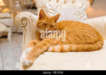 Orange Tabby Katze eine entspannende Pause Stockfoto