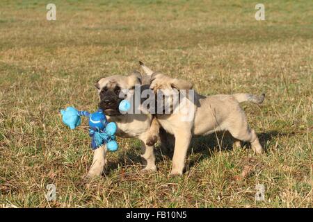 Old English Mastiff Welpen Stockfoto