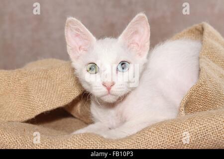 junge LaPerm Stockfoto