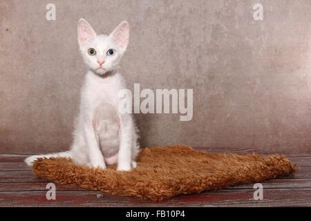 junge LaPerm Stockfoto