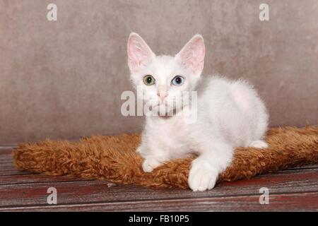 junge LaPerm Stockfoto