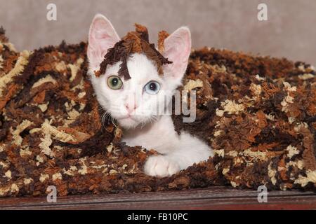 junge LaPerm Stockfoto