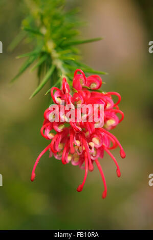 Nahaufnahme von roten Grevillea in Blüte mit weichen grünen Hintergrund. Stockfoto