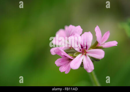 Kleine rosa Blumen von einer duftenden Geranien (Pelargonium) mit weichen grünen Hintergrund. Stockfoto