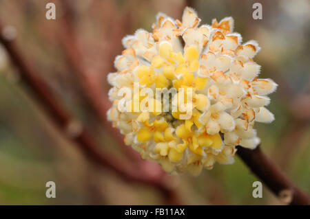 Edgeworthia Chrysantha, eine ungewöhnliche Frühling blühender Strauch mit duftenden gelben Blüten. Stockfoto