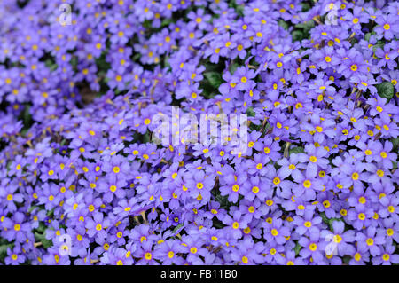 Masse von violett gefärbt Primula Blumen mit einem kontrastierenden gelben Auge. Stockfoto