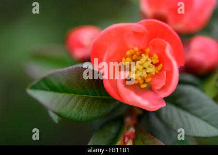 Weiche Aprikose gefärbte Blüte einer Blume japanische Quitte (Chaenomeles Superba). Stockfoto