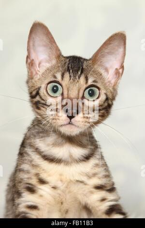 junge Bengal-Katze Stockfoto