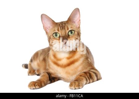 Bengal-Katze liegend Stockfoto