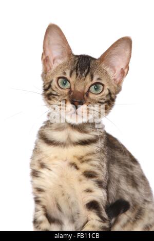 junge Bengal-Katze Stockfoto