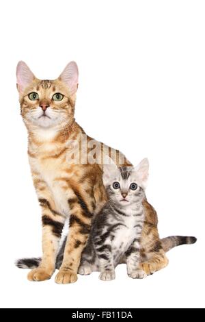 2 Bengal-Katzen Stockfoto