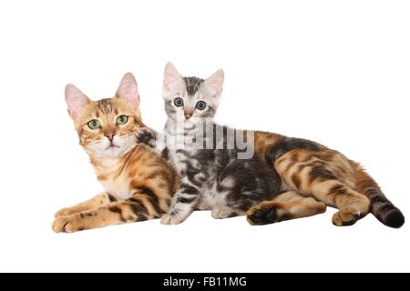 2 Bengal-Katzen Stockfoto