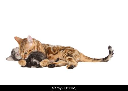 2 Bengal-Katzen Stockfoto