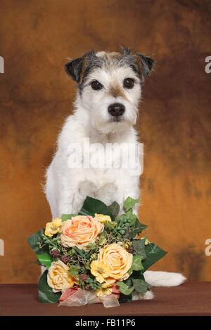 Parson Russell Terrier sitzend Stockfoto