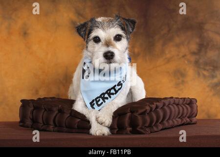 Parson Russell Terrier liegend Stockfoto