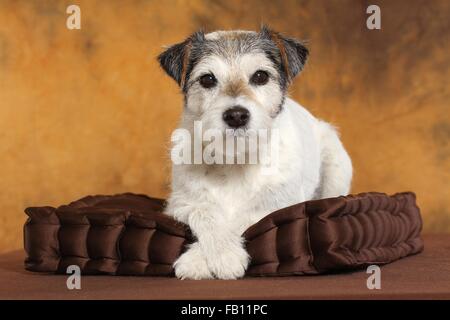 Parson Russell Terrier liegend Stockfoto