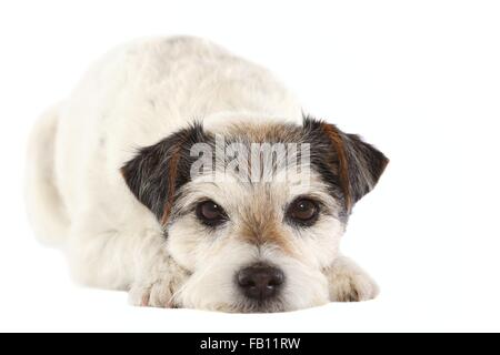 Parson Russell Terrier liegend Stockfoto