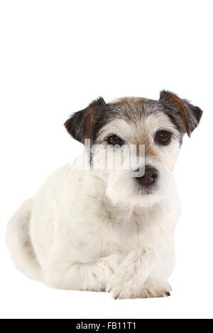 Parson Russell Terrier liegend Stockfoto