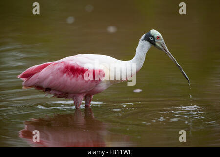 Der Rosalöffler sucht Nahrung in den Florida Everglades Stockfoto