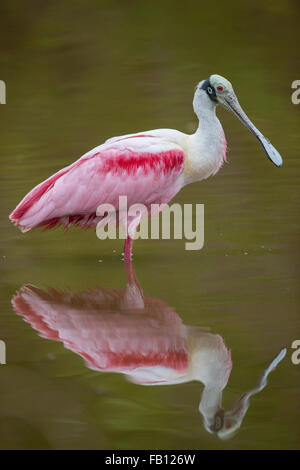 Der Rosalöffler sucht Nahrung in den Florida Everglades Stockfoto