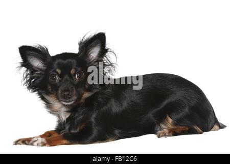 liegenden Chihuahua Stockfoto