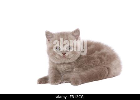 Britisch Kurzhaar Kätzchen liegend Stockfoto