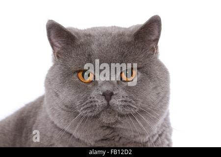 Britisch Kurzhaar-Kater-Porträt Stockfoto