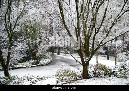 Ein schöner Winter-Schnee-Szene zu Hause im Wald von Mount Dandenong, Australien. Stockfoto