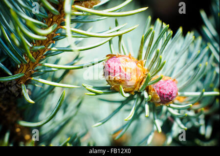 Einige Knospen an der Niederlassung von den Blaufichten Stockfoto