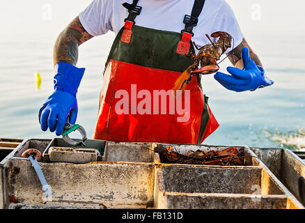 Fischer werfen Hummer Stockfoto