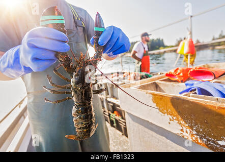 Mann mit Hummer mit Fischer im Hintergrund Stockfoto