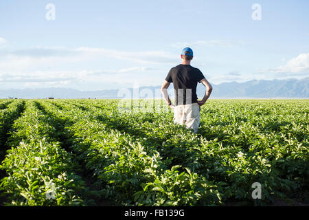 Rückansicht des reifen Mann, der im Feld Stockfoto