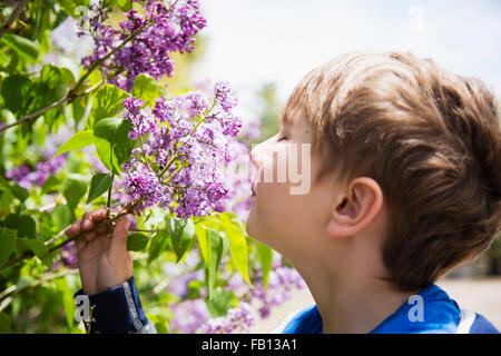 Porträt des jungen (6-7) riechenden Blumen Stockfoto