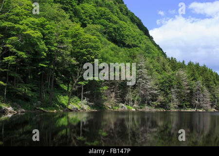 Wald-Abdeckung-Gebirge im See widerspiegelt Stockfoto