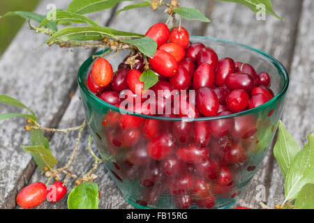 Cornelian Cherry, Obst, Kornelkirsche, Kornel-ueberzeugt, Kornellkirsche, Kornel, Früchte, Frucht, Cornus Mas, Cornouiller Mâle Stockfoto