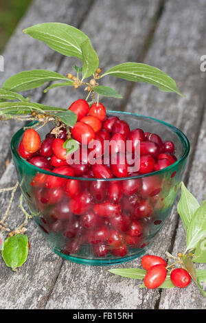 Cornelian Cherry, Obst, Kornelkirsche, Kornel-ueberzeugt, Kornellkirsche, Kornel, Früchte, Frucht, Cornus Mas, Cornouiller Mâle Stockfoto